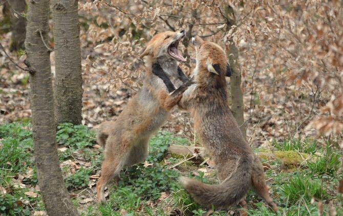 Füchse Bittenfeld_0
