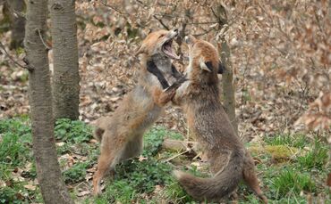 Füchse Bittenfeld_0