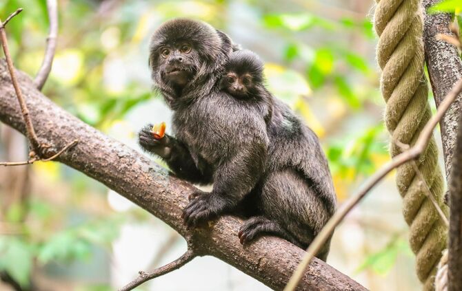 KW_04b_Springtamarin_geboren_26.01.2018_Bild_4_0