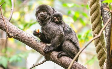 KW_04b_Springtamarin_geboren_26.01.2018_Bild_4_0