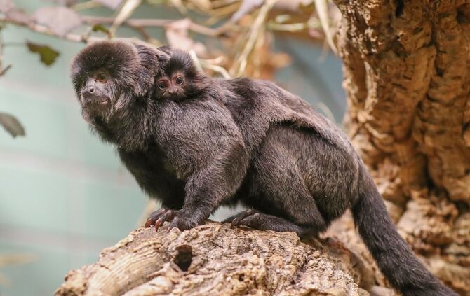 KW_04b_Springtamarin_geboren_26.01.2018_Bild_1_1