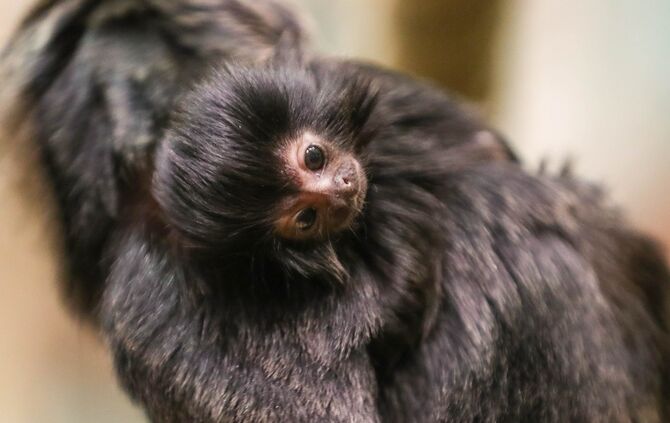 KW_04b_Springtamarin_geboren_26.01.2018_Bild_2_2