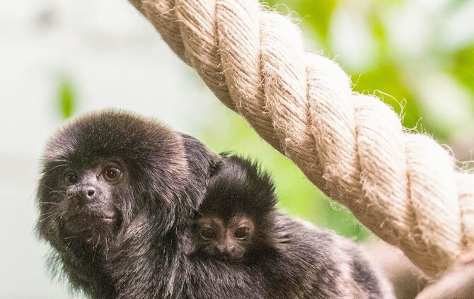 KW_04b_Springtamarin_geboren_26.01.2018_Bild_3_3