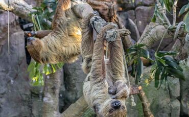 Nachwuchs bei den Faultieren 27.01.2021