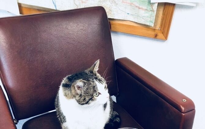 Kater Charlie auf Abwegen_0