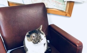 Kater Charlie auf Abwegen_0