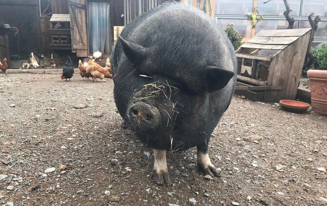 Gnadenhof Vorderwestermurr_2