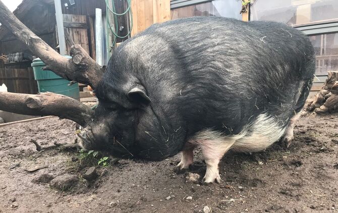 Gnadenhof Vorderwestermurr_3