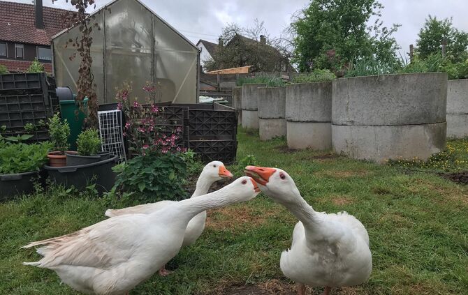 Gnadenhof Vorderwestermurr_7