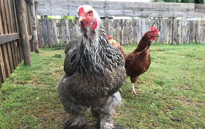 Gnadenhof Vorderwestermurr_8