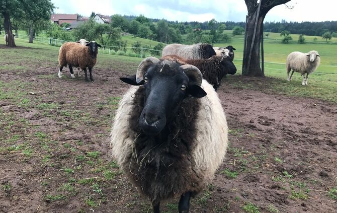 Gnadenhof Vorderwestermurr_9