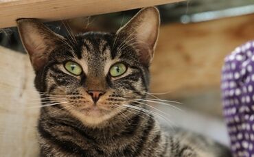 Tierheim Schorndorf Lisa_0