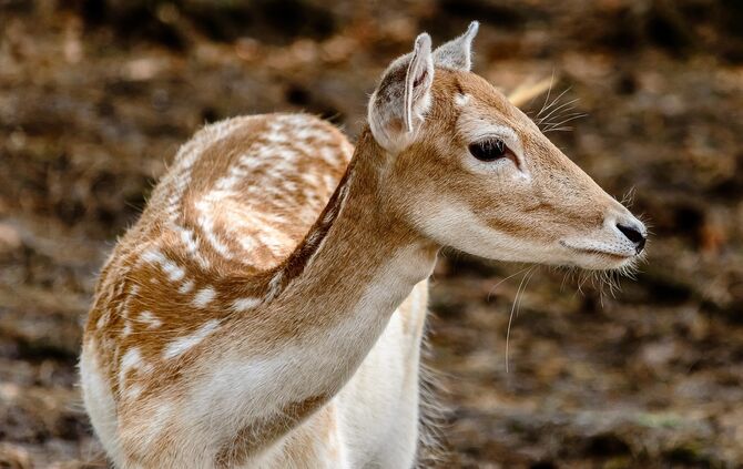 Wild Tier symbol symbolbild damwild