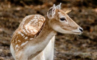 Wild Tier symbol symbolbild damwild