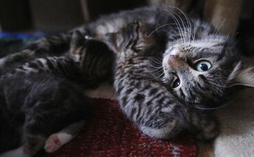 Tierschutzverein Waiblingen_0