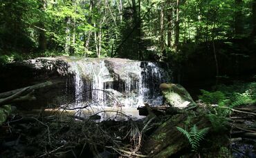 Strümpfelbachtal natur bach wasserfall