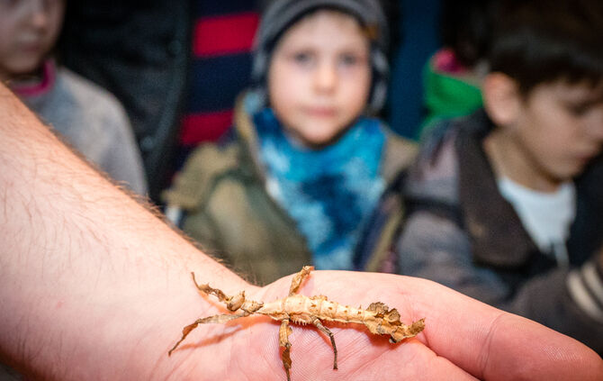 Spinnen & Insekten Ausstellung - Bild 05_1