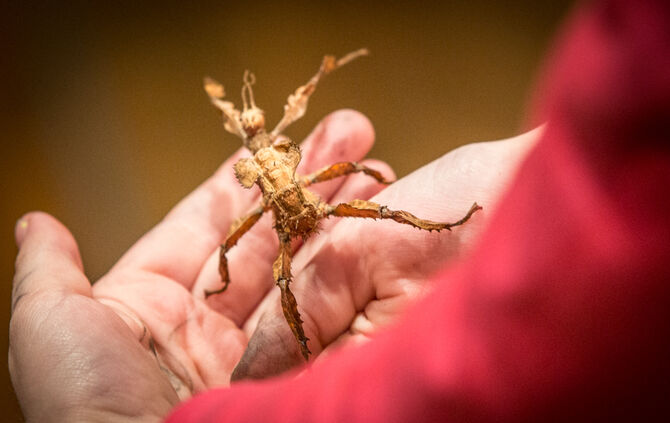 Spinnen & Insekten Ausstellung - Bild 01_2