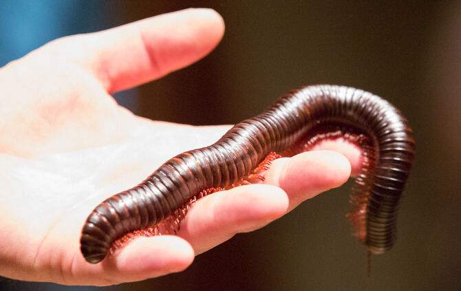 Spinnen & Insekten Ausstellung - Bild 02_3