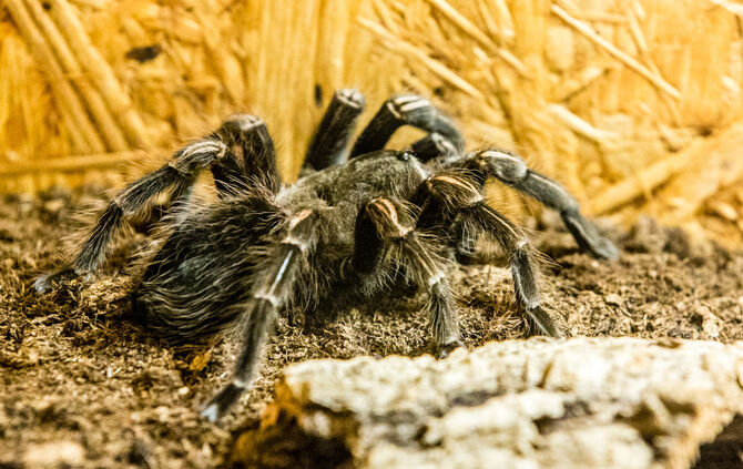 Spinnen & Insekten Ausstellung - Bild 03_4