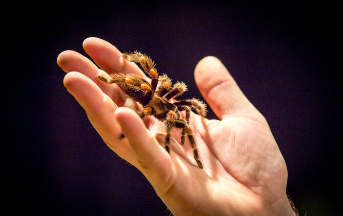 Insektopia, Waiblingen, 18-02-2018.