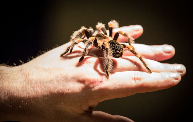 Insektopia, Waiblingen, 18-02-2018.