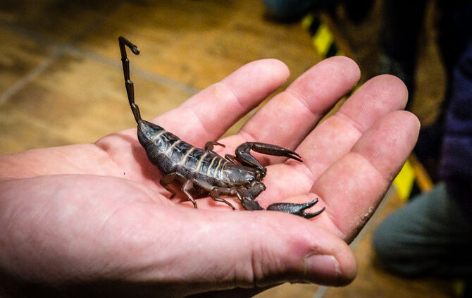 Spinnen & Insekten Ausstellung - Bild 11_11