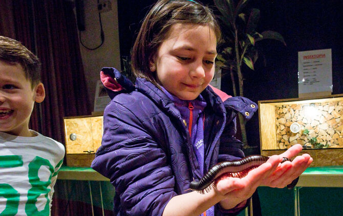 Spinnen & Insekten Ausstellung - Bild 12_12