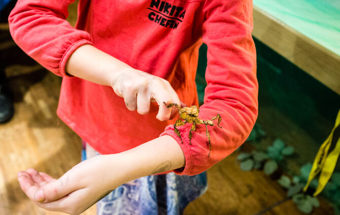 Spinnen & Insekten Ausstellung - Bild 18_18