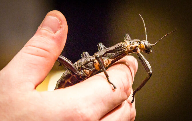 Spinnen & Insekten Ausstellung - Bild 19_19