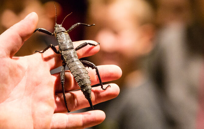 Insektopia, Waiblingen, 18-02-2018.