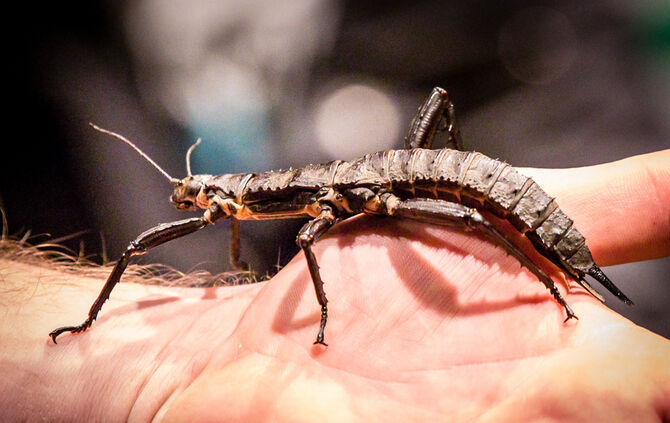 Spinnen & Insekten Ausstellung - Bild 21_21