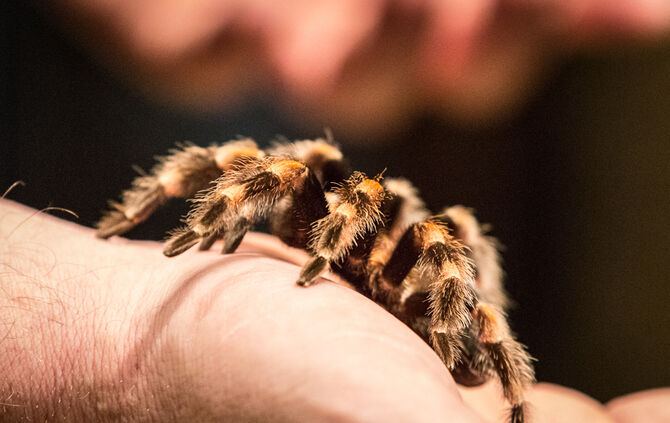 Spinnen & Insekten Ausstellung - Bild 22_22