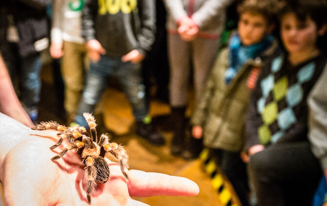 Spinnen & Insekten Ausstellung - Bild 24_24