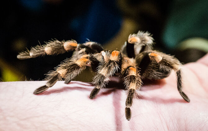 Spinnen & Insekten Ausstellung - Bild 25_25