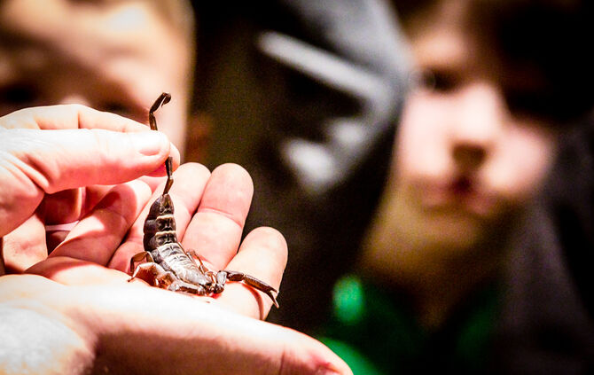 Spinnen & Insekten Ausstellung - Bild 26_26