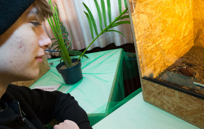 Spinnen & Insekten Ausstellung - Bild 29_29