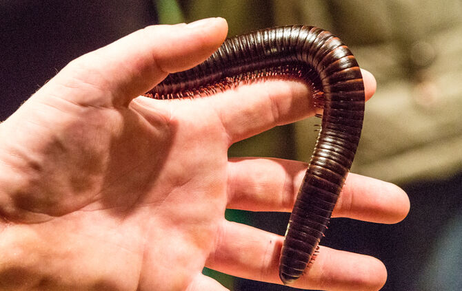 Spinnen & Insekten Ausstellung - Bild 34_33