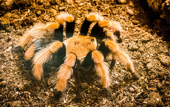 Spinnen & Insekten Ausstellung - Bild 36_35