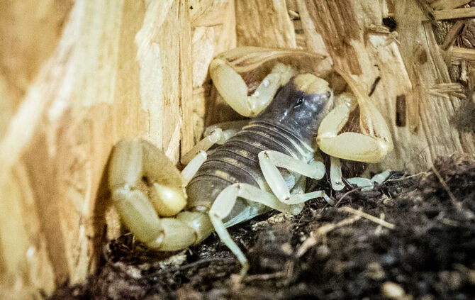 Spinnen & Insekten Ausstellung - Bild 37_36