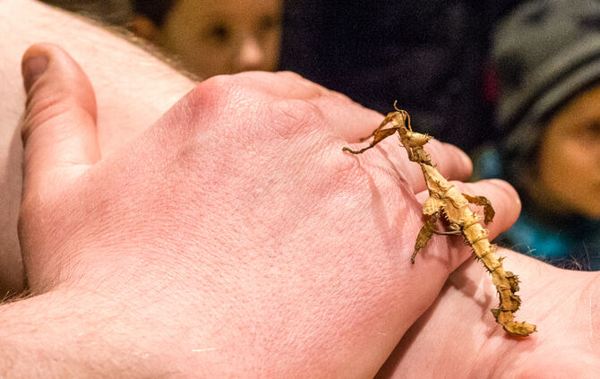 Spinnen & Insekten Ausstellung - Bild 38_37