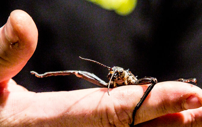 Spinnen & Insekten Ausstellung - Bild 39_38