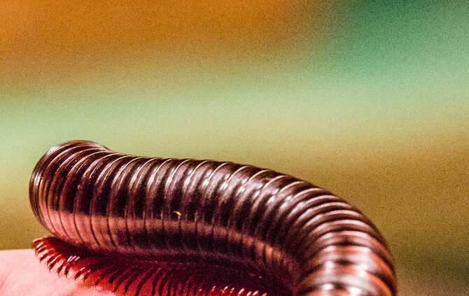 Spinnen & Insekten Ausstellung - Bild 43_42