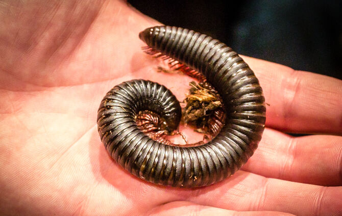 Spinnen & Insekten Ausstellung - Bild 44_43