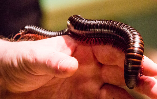 Spinnen & Insekten Ausstellung - Bild 45_44