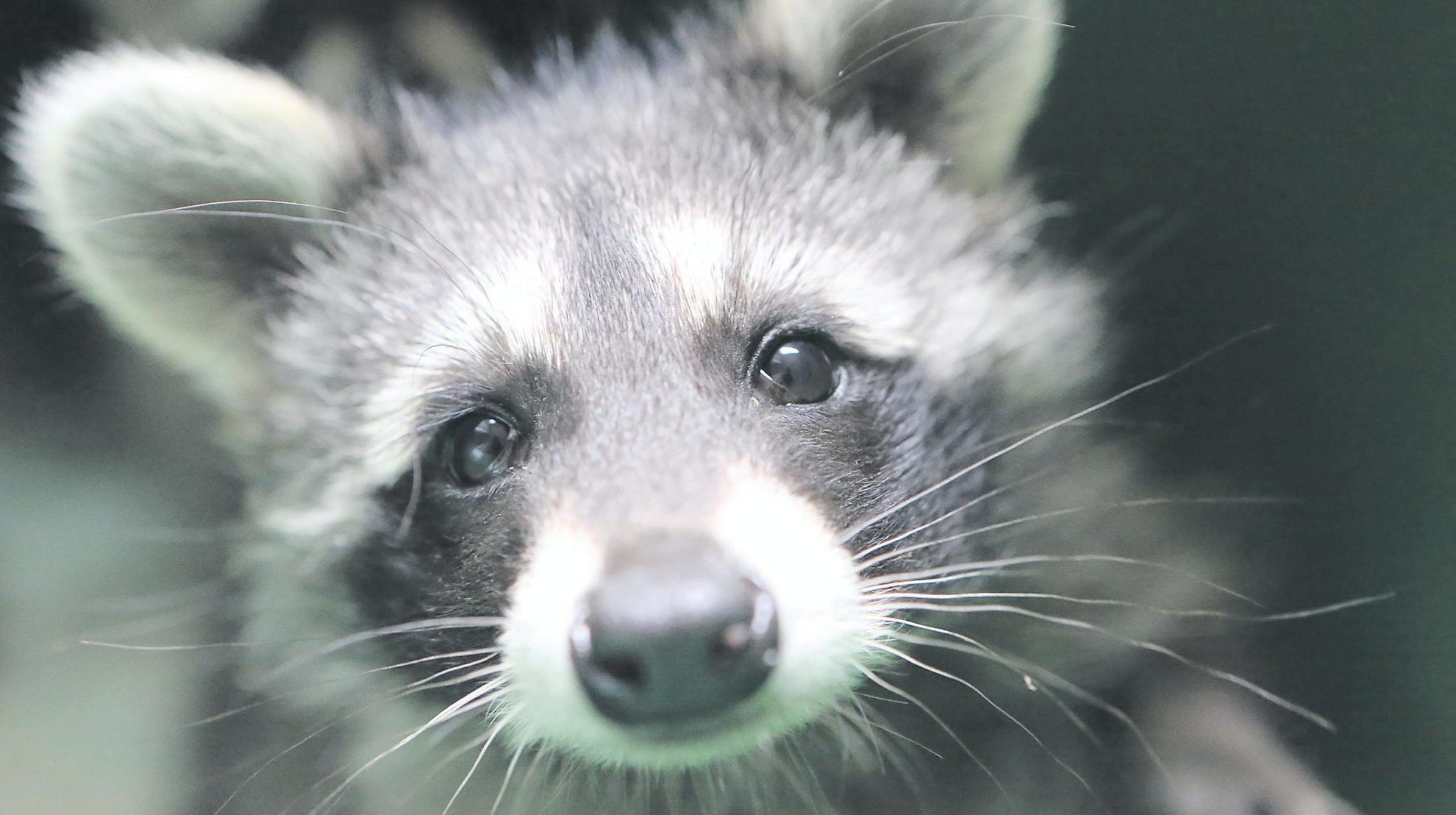 Der Waschbär im Wohnzimmer - Plüderhausen - Zeitungsverlag ...