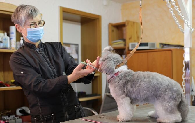 Picobello Hundepflegesalon