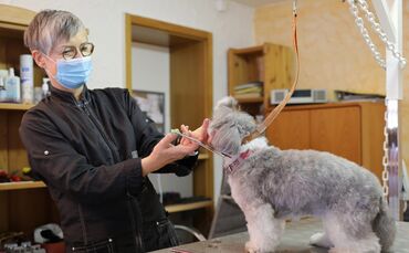 Picobello Hundepflegesalon