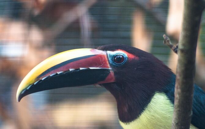 KW_42b_Grünarassaris_eingezogen_19.10.2018_Bild_1_0