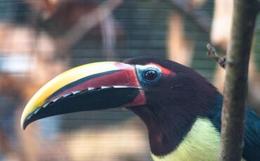 KW_42b_Grünarassaris_eingezogen_19.10.2018_Bild_1_0